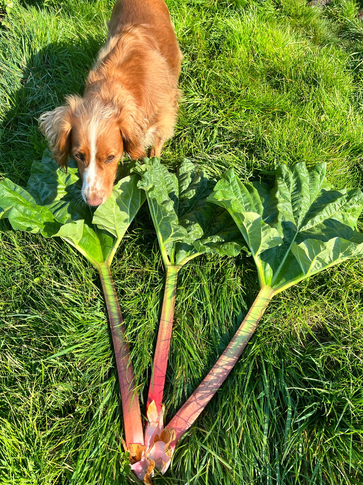 Widdington Rhubarb - 3 stalks