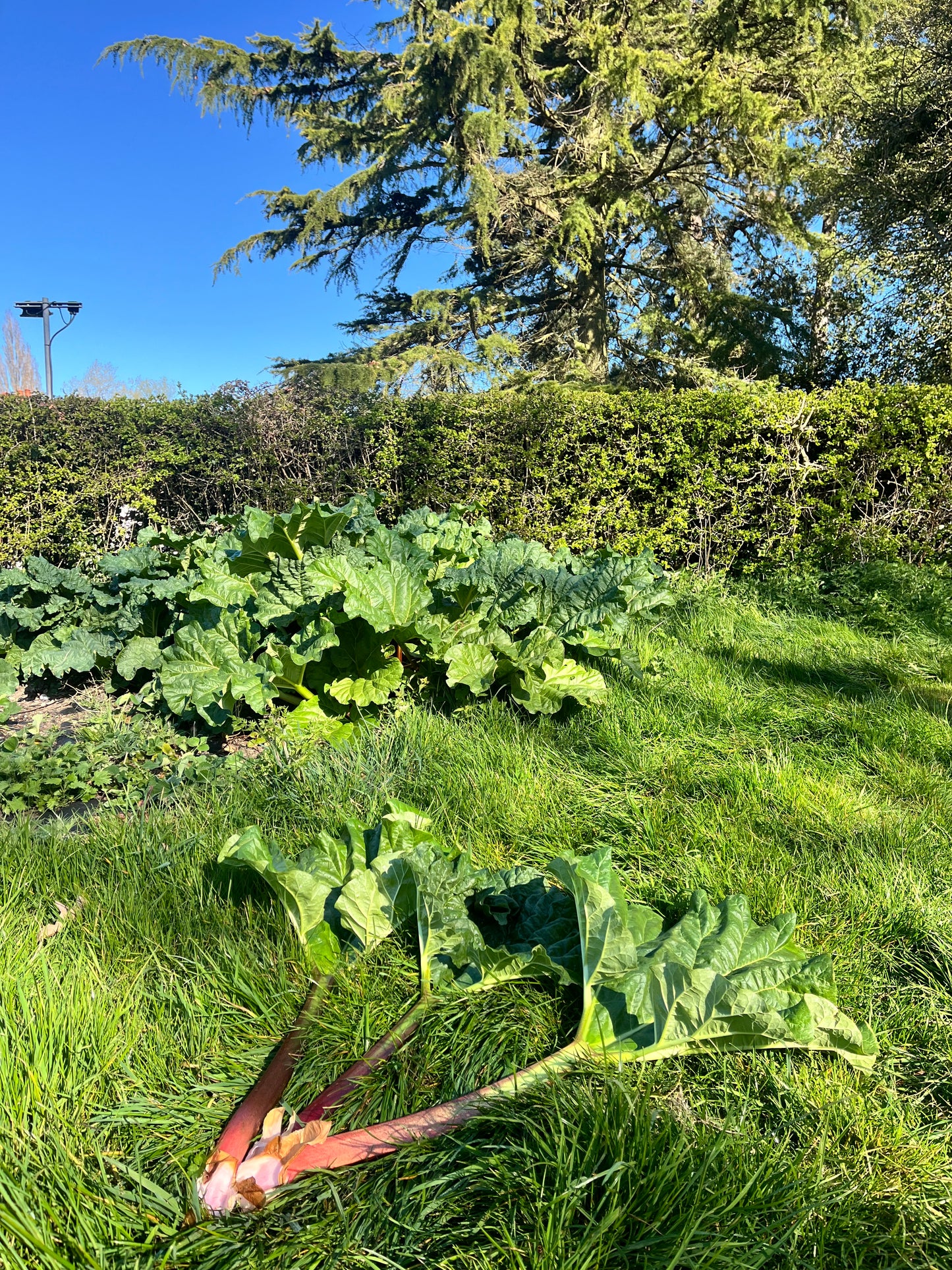 Widdington Rhubarb - 3 stalks