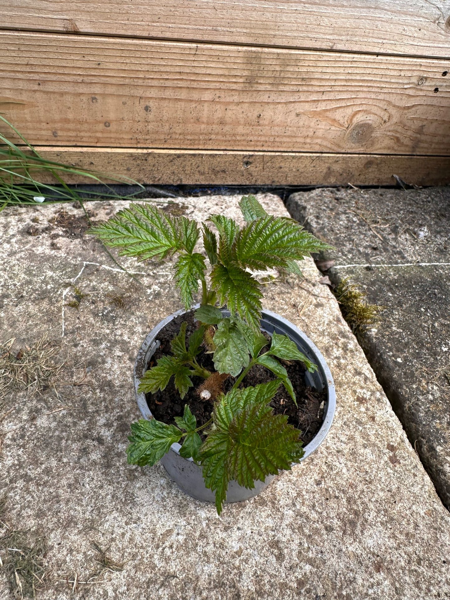 Raspberry plant - 1 Cane