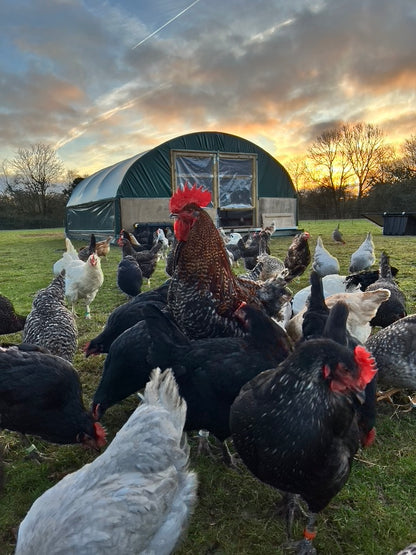 30 x Widdington Pasture Raised Eggs - Mixed Weight