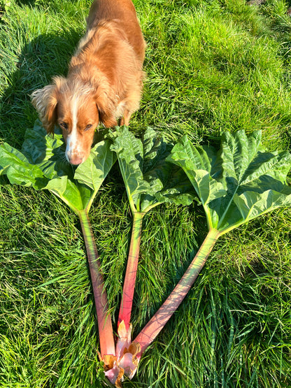 Widdington Rhubarb - 3 stalks