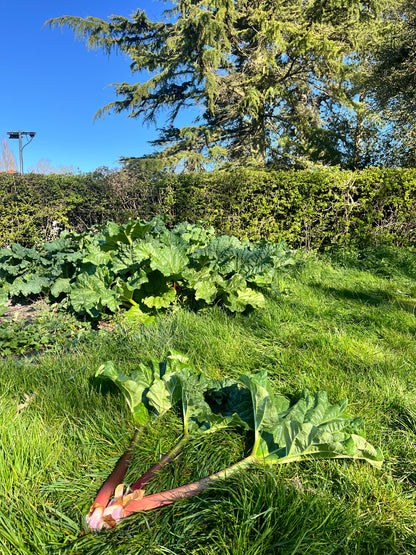 Widdington Rhubarb - 3 stalks