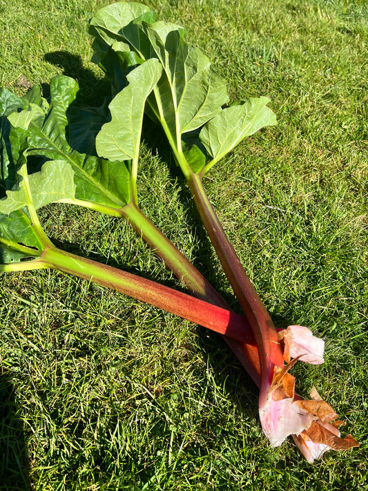 Widdington Rhubarb - 3 stalks