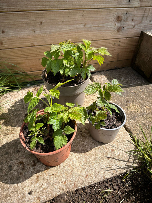 Raspberry plant - 1 Cane